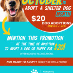 October is Adopt a Shelter Dog Month at Bideawee